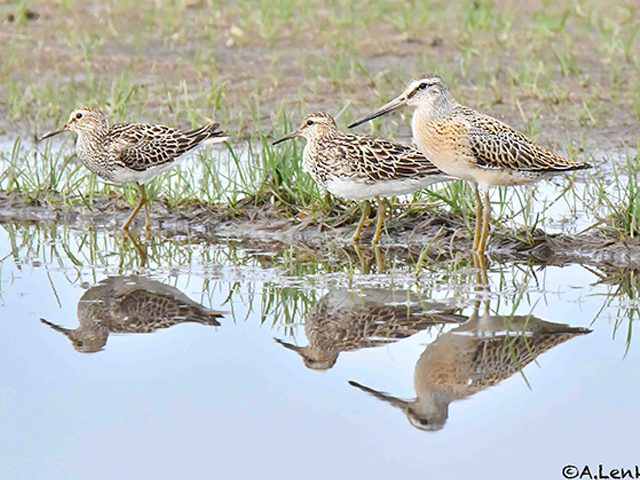 Short-billed Dowitcher & Pectoral Sandpipers by Alan Lenk